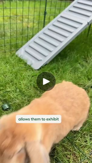 Rabbits, Animals, Quick Saves