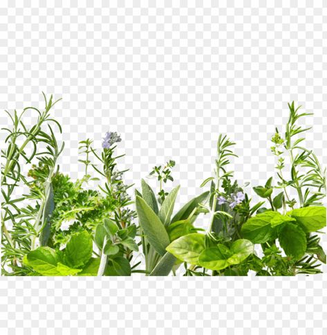 Herb Logo, Herbs Image, Hd Designs, Background Png Images, Green Herbs, Medical Herbs, Herbal Plants, Plant Background, Spice Labels