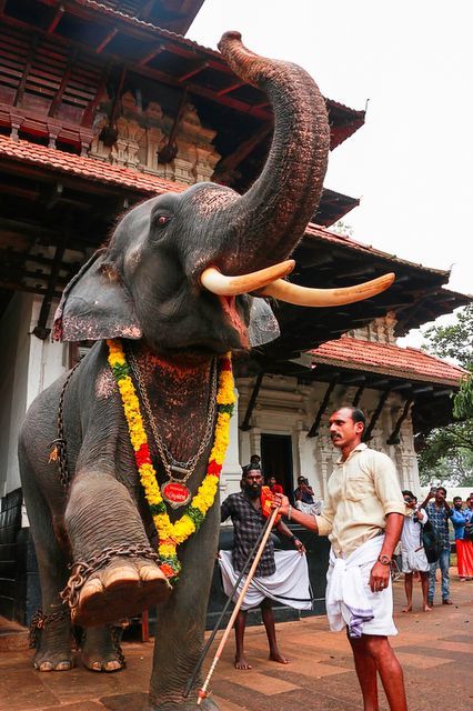 Vadakkumnathan Temple At Thrissur Pooram In Kerala | Inditales Thrissur Pooram Photography, Pooram Kerala, Thechikottukavu Ramachandran, Vadakkumnathan Temple, Elephant Reference, Kerala Festival, Thrissur Pooram, India Tourist, Ernesto Che