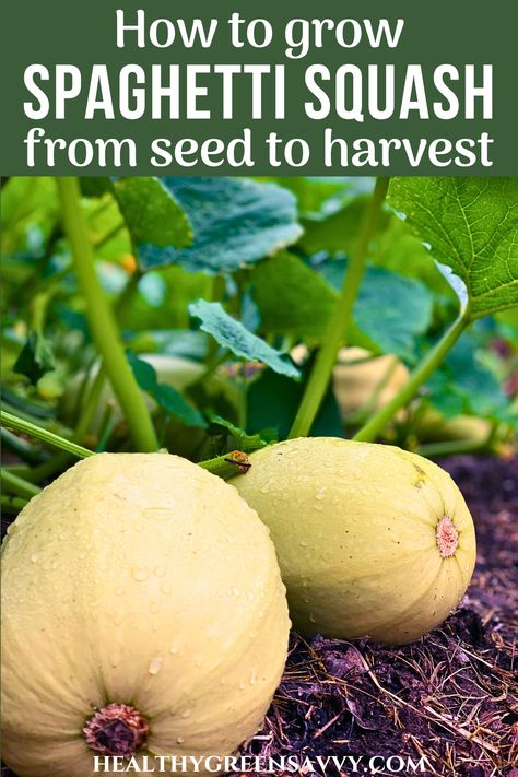 Spaghetti squash is a fun and easy-to-grow crop for the home garden. Here's what you should know about growing spaghetti squash for the best harvests of this cool veggie. | vegetable gardening | growing food | gardening tips | Spaghetti Squash Growing, How To Grow Spaghetti Squash, Planting Spaghetti Squash, Spaghetti Squash Seeds Roasted, Spaghetti Squash Plant, Suburban Farming, Squash Growing, Spaghetti Squash Seeds, Harvesting Seeds