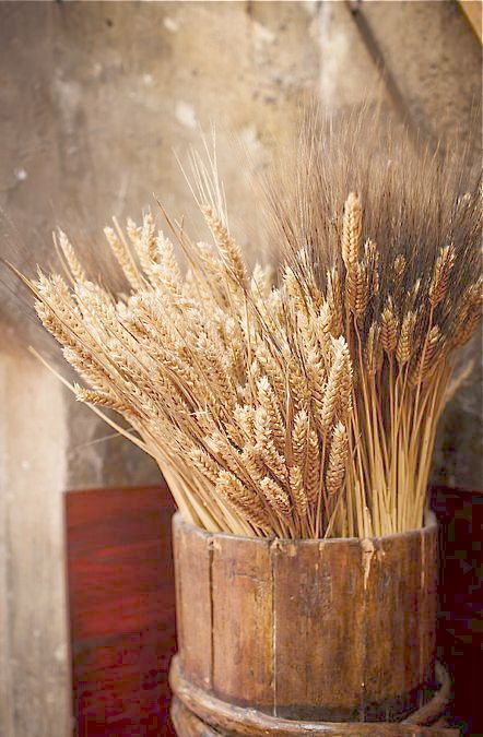 ☼Fιєlds ơʄ Aɓunɖɑnce☼ --Put God first and you will never be last. Dried Wheat, Fields Of Gold, Wheat Fields, Dried Lavender, Country Life, Farm Life, Country Living, Earth Tones, Lany