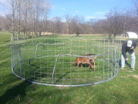 Don’t Let Someone Get Your Goat: Goat Pen Ideas #goat #goatpen #diy #diypen #diygoatpen #goatpendesigns #design #goats #goatowner #goatpenideas #penideas Moveable Goat Fence, Pig Tractor Pens, Trampoline Goat Pen, Goat Tie Out, Mobile Pig Pen, Portable Goat Pen, Goat Tractor, Goat Pen Ideas, Goat Ideas