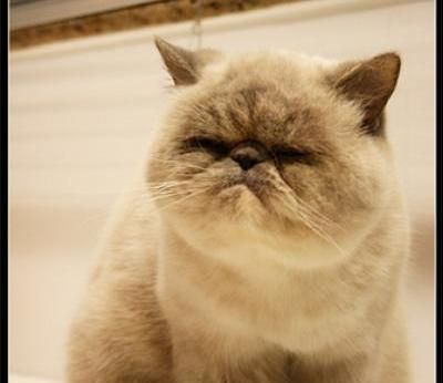 Exotic Shorthair Cats- I want a whole family of smoosh-faced animals. Flat Faced Cat, Exotic Shorthair Cat, Hate Cats, Exotic Cats, Exotic Shorthair, Persian Cat, Fat Cats, Grumpy Cat, Cat Face