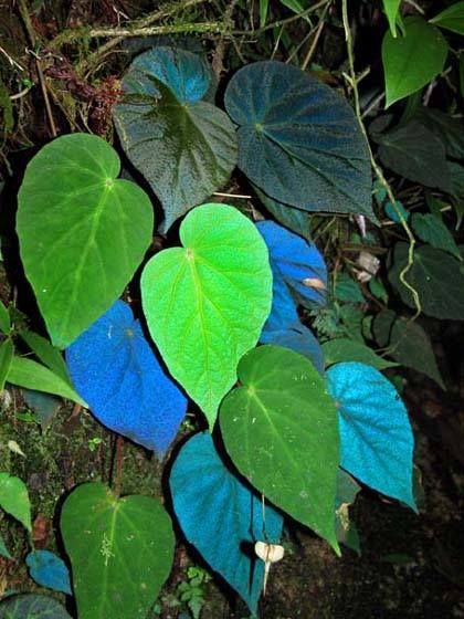 Mr Plant, Blue Pigment, Blue Garden, The Peacock, Cactus Y Suculentas, Pretty Plants, Metallic Blue, Cool Plants, Growing Plants