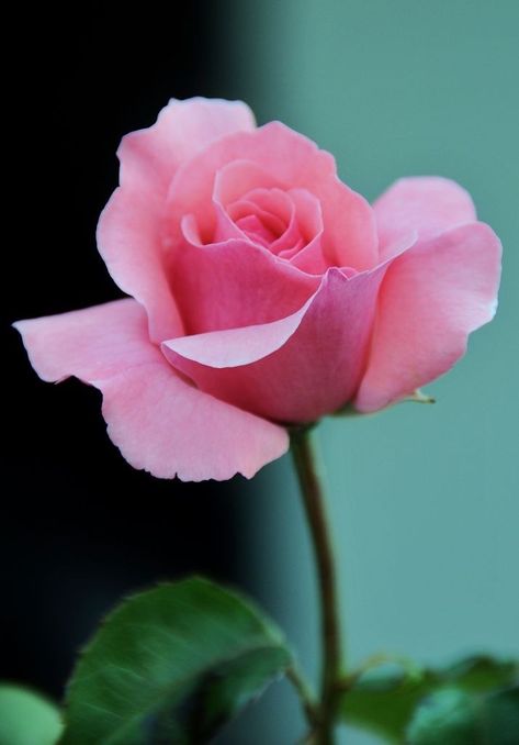 Baby Rose, Open Rose, Beautiful Pink Roses, Real Rose, Fred Meyer, Pretty Roses, Floral Photography, Office Depot, Small Rose