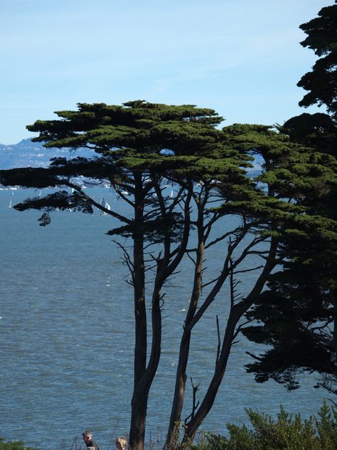 California Cypress Trees, Monterey Cypress, Peace Life, Forest Photos, California Landscape, Production Design, Cypress Trees, Balboa, Flora And Fauna