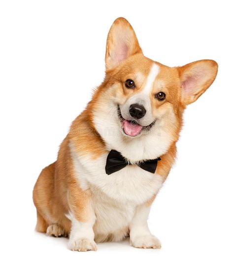 Welsh Corgi Pembroke Dog Isolated on white Background. In studio royalty free stock photos Dog With White Background, Puppy Reference, Corgi Reference, Dog White Background, Corgi Portrait, Cute White Dogs, Baby Corgi, Cute Puppy Wallpaper, Corgi Art