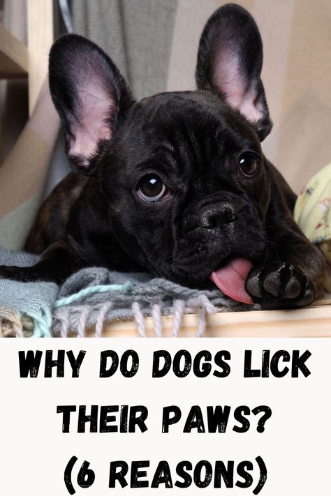 Why Do Dogs Lick Their Paws? (6 Reasons) Why Do Dogs Lick, Dog Behavior, Dog Paws, A Sign, What You Can Do, Boston Terrier, Puppies, Health, Dogs