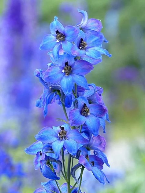 Plant Flower Larkspur - Free photo on Pixabay Blue Delphinium Flower, Larkspur Plant, Types Of Blue Flowers, Delphinium Flower, Larkspur Flower, Types Of Blue, Delphinium Flowers, Flower Identification, Blue Delphinium