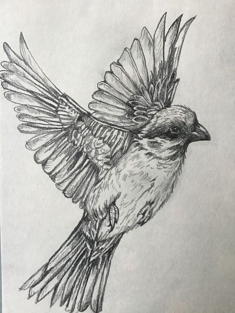 Pencil drawing. Birds Sketches Pencil, Birds Sketches, Flying Bird Drawing, Birds Drawing, Art Homework, Easy Bird, Bird Sketch, Bird Drawing, Sketchbook Ideas