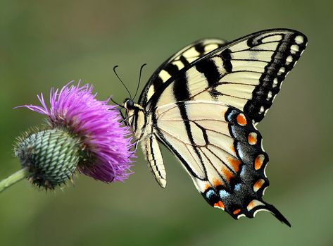 All sizes | Eastern Tiger Swallowtail 04 | Flickr - Photo Sharing! Eastern Tiger Swallowtail Butterfly, Eastern Tiger Swallowtail, Tiger Butterfly, Tiger Swallowtail Butterfly, Tiger Swallowtail, Butterfly Art Painting, Flying Flowers, Bike Trail, Thistle Flower