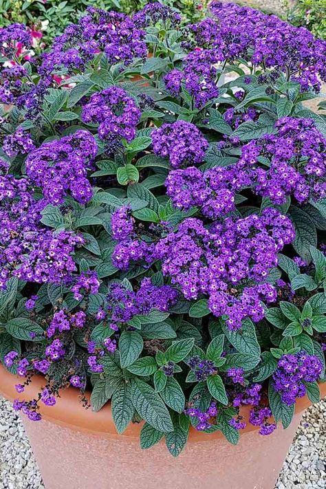 Purple Flowers Garden, Flowering Bushes, Purple Things, Purple Plants, Perennial Shrubs, Purple Garden, Flowering Shrubs, Mother Plant, Outdoor Ideas