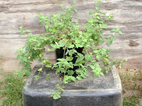 Rooting Lantana Cuttings Lantana Flower, Lantana Plant, Butterflies And Hummingbirds, Attracting Butterflies, Backyard Plants, Rooting Hormone, Dappled Light, Trailing Plants, Attract Butterflies