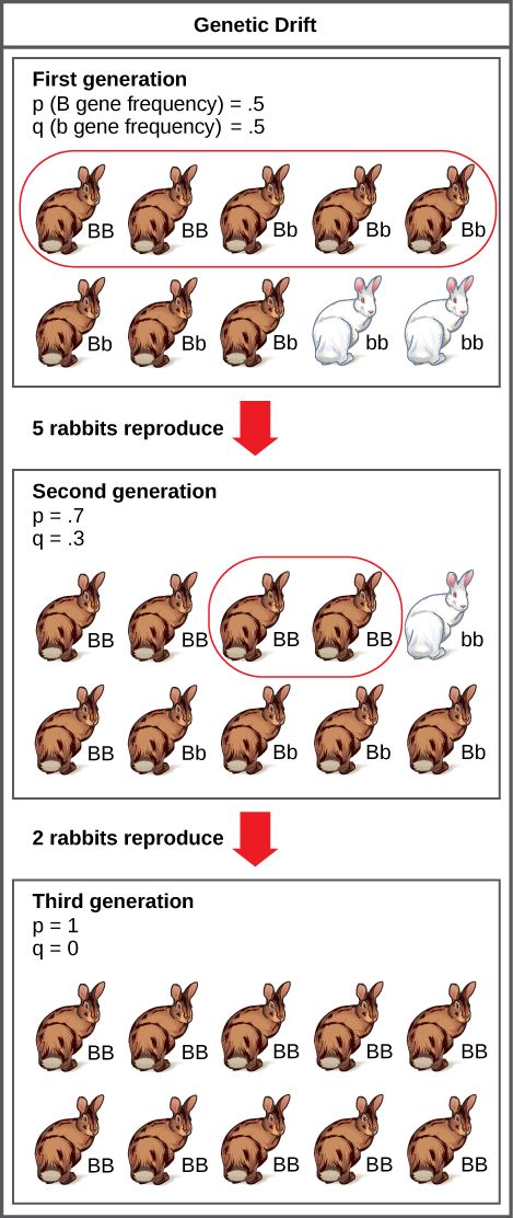 Genetic drift (article) | Natural selection | Khan Academy Genetic Drift, Green Beetle, Genetic Variation, College Board, Khan Academy, Natural Selection, Math Art, Computer Programming, Genetic