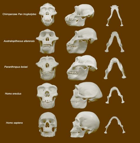 Study Sheds New Light on Hominin Face Evolution. Hominin faces – especially those of australopithecines – evolved to minimize injury from punches to the face during fights between males – over resources, women and other disagreements, according to a review study conducted by Dr David Carrier and Dr Michael Morgan from the University of Utah. Future Human, Prehistoric Man, Forensic Anthropology, Arte Alien, Human Evolution, Early Humans, University Of Utah, Human Male, Charles Darwin