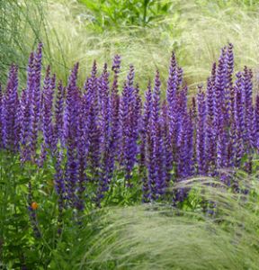 Salvia Caradonna, Garden Border Plants, Crocosmia Lucifer, Feeding Bees, Border Plants, Herbaceous Perennials, Garden Borders, Plant Combinations, Perennial Garden