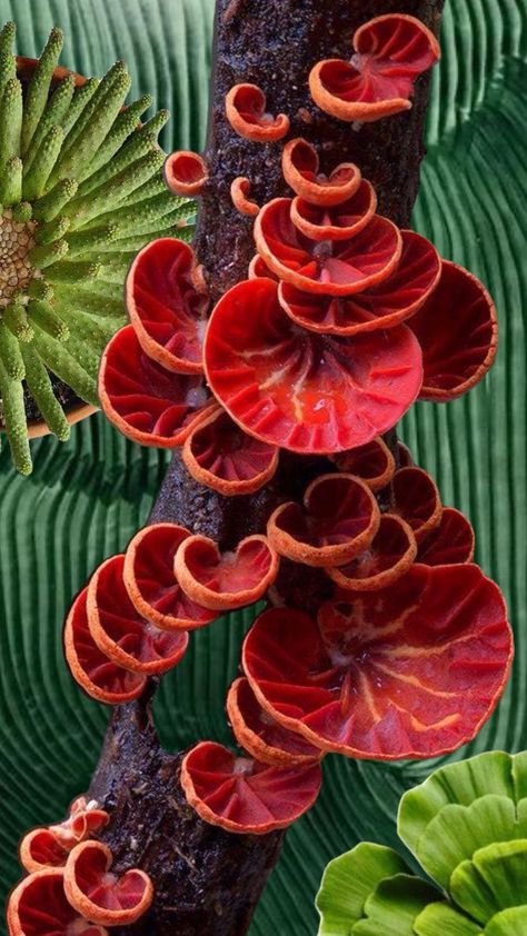 Strange Plants, Fungi Art, Microscopic Photography, Plant Study, Mushroom Pictures, Strange Flowers, Mushroom Fungi, Unusual Plants, Unusual Flowers