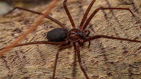 If You’re Seeing Brown Recluse Spiders In Your Yard, This Could Be Why Recluse Spider, Brown Recluse Spider, Garden Spider, Brown Recluse, Stink Bugs, Plant Diseases, Do You Know What, Spiders, How To Find Out