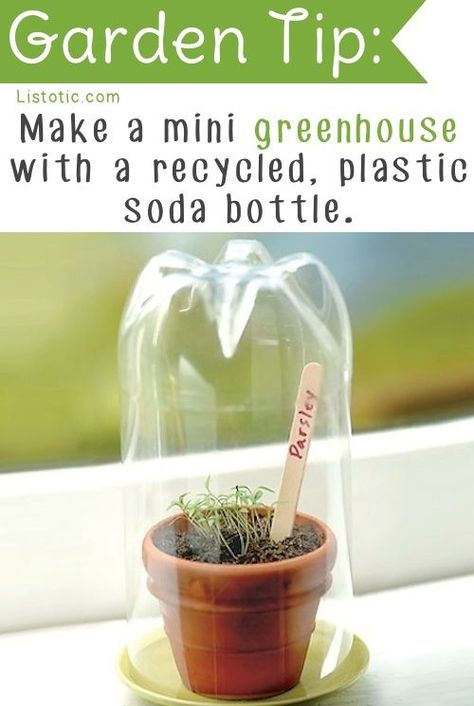 Get your seedlings off to a good start with their very own little greenhouse! The bottom 3/4 part of a plastic soda bottle makes for the perfect little dome to cover your little pots with. This would be a fun project to get the kids involved with. Mini Serre, نباتات منزلية, Greenhouse Plans, Diy Gardening, Mini Greenhouse, School Garden, Soda Bottles, Veggie Garden, Gardening For Kids