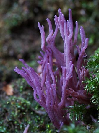 Clavaria zollingeri, Tasmania Lichen Moss, Mushroom Pictures, Purple Coral, Plant Fungus, Slime Mould, Mushroom Fungi, Unusual Plants, Airbrush Art, All Things Purple