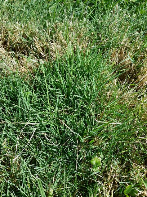 Many people are turning to low maintenance grasses for their lawn care needs. While there are many available, red fescue is becoming more popular. Learn more with this article. Regenerative Gardening, Fescue Lawn, Fescue Grass, Simple Backyard, Pergola Pictures, Lawn Care Business, Making Plant Pots, Lawn Care Tips, Lawn Sprinklers