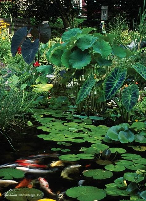 Which type of pond owner are you? Do you love fish and enjoy keeping koi as pets? Or maybe you’re an avid gardener that desired a pond so you could expand your outdoor plant and flower options. The majority of pond owners want a pond in order to enjoy its overall beauty in addition to… The post Why You Need Plants in Your Pond: An Important Part of the Ecosystem appeared first on Aquascape, Inc.. Outdoor Ponds, Garden Diary, Edging Ideas, Pond Plants, Pond Design, Fish Ponds, Ponds Backyard, Koi Pond, Plant Species