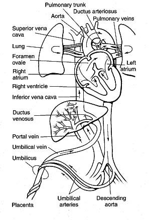 Human fetal circulation Fetal Circulation Flow Chart, Fetal Circulation Diagram, Blood Circulation Diagram, Fetal Circulation, Lungs Drawing, Arteries Anatomy, Er Tech, Cardiac Sonography, Business Worksheet