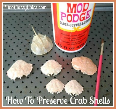 How to Preserve Delicate Crab Shells Preserving Seashells, How To Preserve A Horseshoe Crab Shell, How To Preserve Sea Shells, Painted Crab Shells, Crab Shell Art, Crab Shell Crafts, Shell Animals, Crab Crafts, Crab Painting