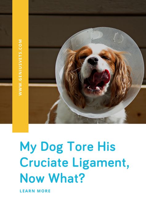 When a dog suffers from a torn cruciate ligament, it's not just a mere injury but a pivotal moment in both the pet's and the owner's life. This common yet complex issue, mirroring the ACL injuries in humans, poses significant challenges and decisions for pet care. Understanding the intricacies of cruciate injuries and the array of surgical solutions available is crucial for navigating this journey. #geniusvets #pethealthresource #doghealth #dogcare #vetmed Suture Techniques, Physical Rehabilitation, Ligament Tear, Cruciate Ligament, Vet Med, Wound Care, Post Surgery, Veterinary Clinic, Now What