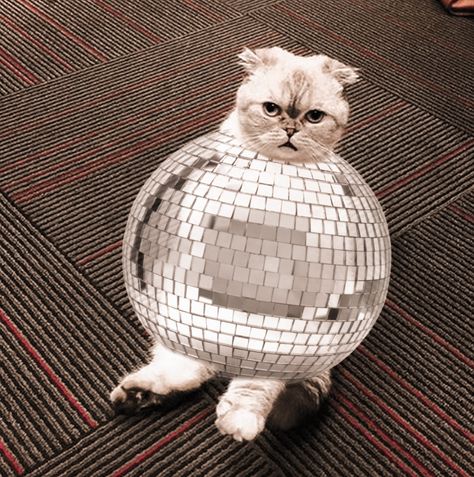 Taylor Swift Mirrorball, On The Floor, Disco Ball, The Floor, A Cat, Taylor Swift, Swift