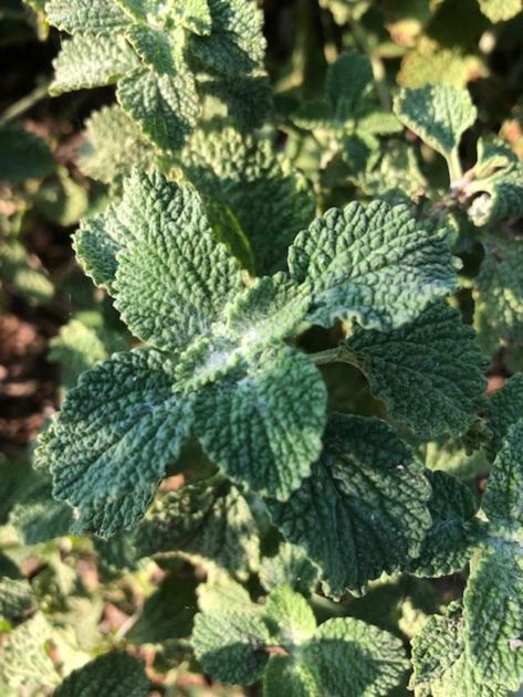 Horehound Plant, Horehound Benefits, White Horehound, Horehound Magical Properties, Horehound Candy, Magical Properties Of Oregano, Herbs Associated With Hecate, White Clover Tincture, Gynecological Problems