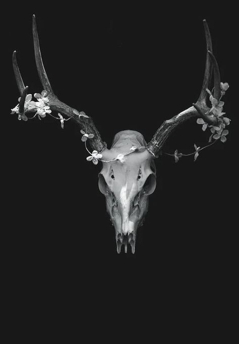 Deer Antler Art, Antlers Photography, Rustic Lodge Decor, Surreal Photography, Rustic Photography, Dark Beauty Photography, Antler Art, Animal Skull, Vulture Culture