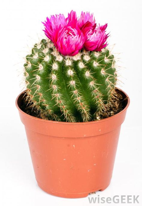 What are the Best Methods for Watering Cactus? (with pictures) Cactus Pics, Cactus In Pot, Cactus With Flowers, Potted Cactus, Cactus Reference Photos, Cacti Photography, Small Cactus Plants, Flowering Cactus Photography, How To Grow Cactus