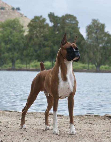 If you’re looking for the best name for a big dog, you have come to the right place. Bulldog Boxer, Boxer Breed, Dog Bread, American Dog, Cesar Millan, Boxer (dog), Boxer Puppy, Boxer Puppies, Boxer Dogs