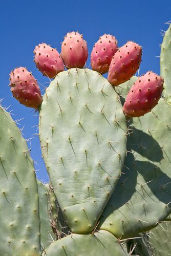 Prickly pear cactus. The fruit is delicious but watch out for the fine needles that are hard to see! Flowering Succulents, Cactus Planta, Pear Fruit, Pear Cactus, Prickly Pear Cactus, Bountiful Harvest, Cactus Flowers, Desert Plants, Cactus Y Suculentas