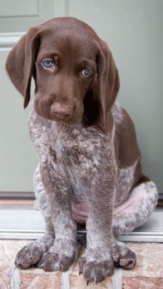 German Shorthaired Pointer Puppy Gsp Puppies, German Shorthaired Pointer Dog, Pointer Puppies, German Shorthair, Feeling Guilty, Pointer Dog, German Shorthaired Pointer, Easy Hair, Cane Corso