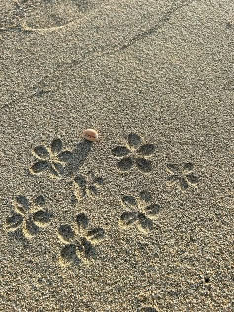 Shells Aesthetics, Flowers In Sand, Shell Aesthetic, Pretty Shells, Beach Shells, Ocean Vibes, Summer Dream, Summer Photos, Summer Pictures