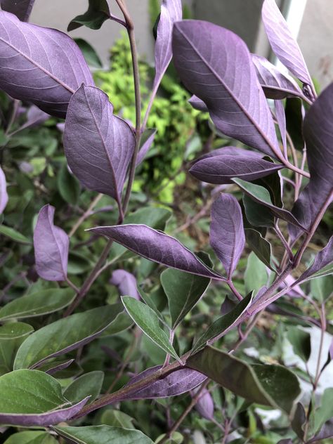 My new favorite plant Vitex trifolia 'Purpurea' or Arabian lilac. Lush even in drought arching shrub or tree fast growing the prettiest pink/purple undersides and veins. Zone 10. Hard to find in the nursery currently babysitting a dozen cuttings so I can cover LA with it. Vitex Trifolia Purpurea, Arabian Lilac, Lilac Plant, Front Yard Plants, Yard Plants, Dreamy Garden, Backyard Dreams, Lilac Tree, Starting A Vegetable Garden