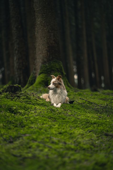 Dogs In Forest, Forest Alphabet, Dog In Forest, Pnw Vibes, Friend Vibes, Fairy Life, Photos With Dog, Dog Photoshoot, Blur Photo