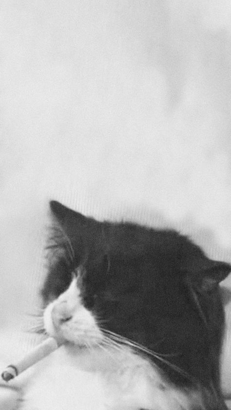 Black And White Ciggerate, Cat With Ciggerate, Cats Pictures, Windows Wallpaper, Angry Cat, Silly Cats Pictures, Boys Wallpaper, Cat Hoodie, Cat Wall