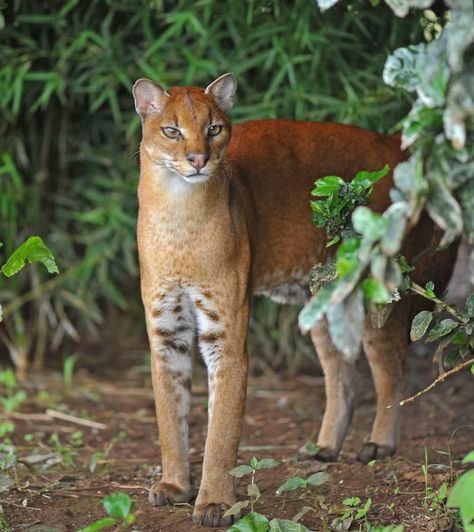 Wild Cat Species, Golden Cat, Small Wild Cats, Cat Species, Exotic Cats, Pretty Animals, African Wildlife, Silly Animals, Domestic Cat