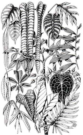 Aroid Foliage by David Leigh  Key to the illustrated aroid foliage: a) Monstera obliqua b) Anthurium veitchii c) Alocasia cuprea d) Alloschemone occidentalis e) Anthurium pallidiflorum f) Amorphophallus napalensis g) Pothos scandens h) Philodendron scandens i) Holochlamys guineensis j) Philodendron leal-costae k) Anthurium clarinervium l) Anthurium tilaranense m) Anthurium signatum n) Anthurium oblanceolatum o) Philodendron elegans Jungle Tattoo, Philodendron Scandens, Monstera Obliqua, Leaf Outline, Ivy Plants, Plant Tattoo, Tropical Foliage, Nature Tattoos, Botanical Drawings