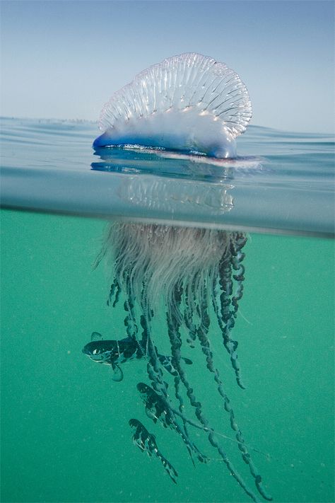 The Man o' War fish is specially adapted to both feed upon and swim unharmed among the stinging tentacles of the Portuguese Man o' War. Creature Marine, Cnidaria, Fauna Marina, Underwater Creatures, Underwater Life, Marine Animals, Ocean Creatures, Ocean Animals, In The Ocean