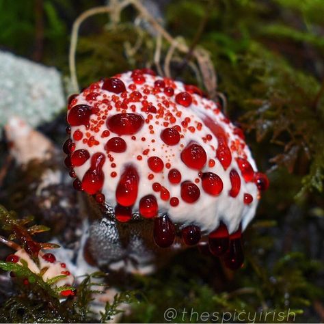 Mushroom Beauty on Instagram: “"Hydnellum Peckii aka Devils tooth fungus " By /u/chilipeppermama  #mushroom #mushrooms #fungi #fungus #photooftheday #mushroomhunters…” Mushroom Plant, Mushroom Pictures, Slime Mould, Plant Fungus, Mushroom Fungi, Wild Mushrooms, Mushroom Art, Natural Design, Pretty Plants