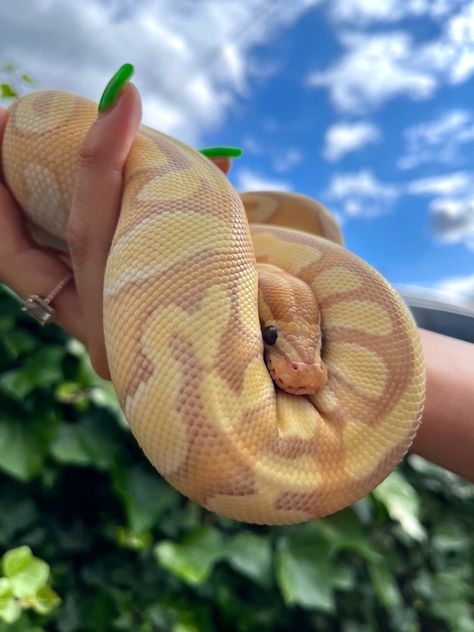 Banana Python, Banana Snake, Mojave Ball Python, Banana Ball Python, Ball Python Pet, Baby Reptile, Rare Albino Animals, Danger Noodles, Pretty Snakes