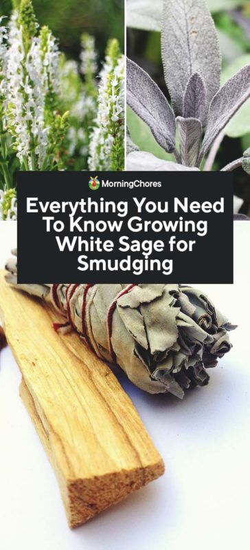 Everything You Need To Know Growing White Sage for Smudging How To Grow Sage Indoors, Drying Sage For Smudging, How To Grow Sage, Growing Sage Indoors, White Sage Plant, Mystical Objects, Smudge Bundles, Growing Sage, Garden Sage