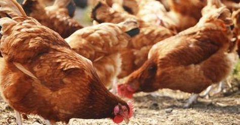 Fattening up chickens is a process in which you change or add onto your bird's… Confinement Food, Food For Pregnant Women, C130 Hercules, Underground Bunkers, Country Style Living, Chicken Manure, Poultry House, Poultry Feed, Reading Food Labels