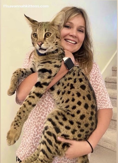 Expert Savannah Cat Breeders | F1 Savannah Kittens African Savannah Cat, Savana Cats, Savanna Cat, African Serval Cat, F1 Savannah Cat, Savannah Cat For Sale, Serval Kitten, Bengal Cat For Sale, Bengal Cat Kitten