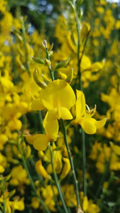 Broom Flower Flowers, #Broom, #Flowers, #Flower Broom Flower, Poster Design Inspiration, Public Domain Images, Free Pictures, Free Photo, Free Photos, Free Images, Stock Images Free, Poster Design