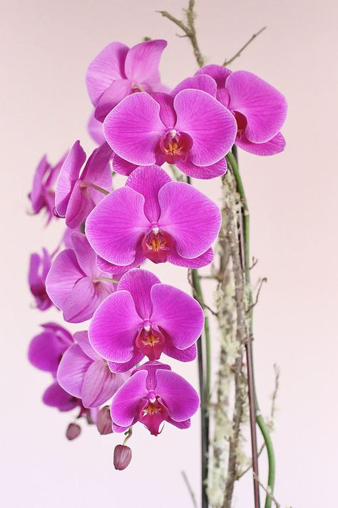 An electrifying beauty featuring Phalaenopsis orchids in a bold and beautiful fuchsia pink color. This double-stemmed orchid arrangement is supported with midollino sticks and adorned with decorative branches. It is nestled in a glossy black vase filled with natural stones for ground cover, making it a powerful centerpiece and a pretty present for all occasions. All Orchid Republic signature orchid arrangements come with optimal potting material for effortless upkeep. We offer same-day orchid de Orchid Lamp, Orchids Photography, Exotic Bouquet, Decorative Branches, Orchid Photography, Orchid Flower Arrangements, Flower Board, Get Well Flowers, Orchid Bouquet